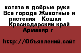 котята в добрые руки - Все города Животные и растения » Кошки   . Краснодарский край,Армавир г.